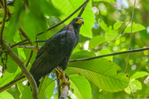 Common black hawk costa rica 2