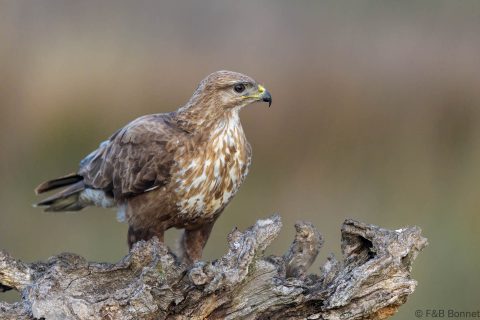 Common buzzard spain 6