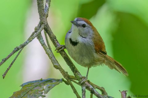 Crescent chested babbler indonesia 1