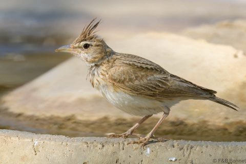 Crested lark senegal 2