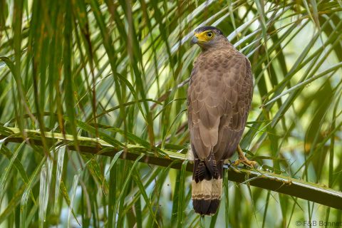 Crested serpent eagle thailand 6