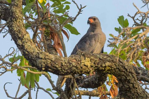 Dark chanting goshawk senegal 1