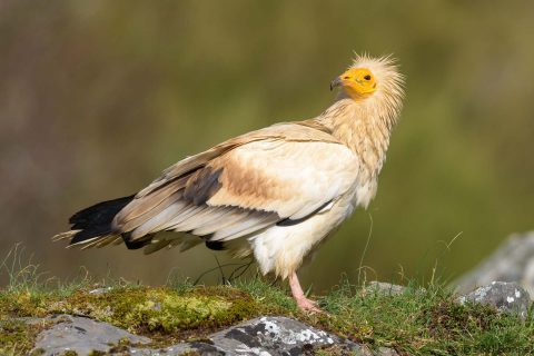 Egyptian vulture spain 6