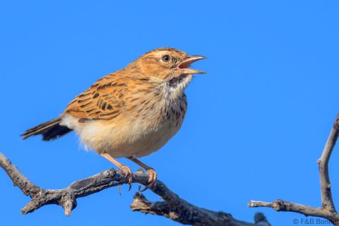 Fawn colored lark south africa 3