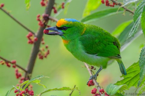 Flame fronted barbet indonesia 4