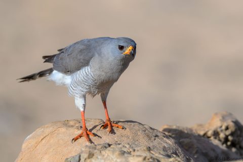 Gabar goshawk south africa 1