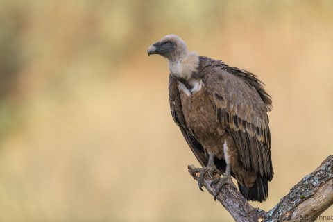 Griffon vulture spain 1