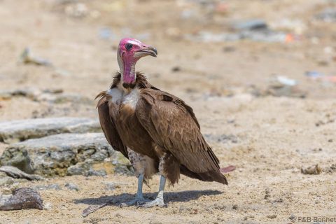 Hooded vulture senegal 2
