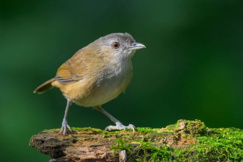Horsfield's babbler indonesia 1