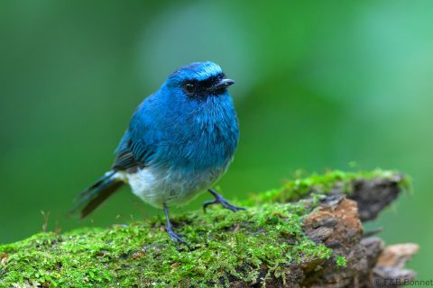 Indigo flycatcher indonesia 1
