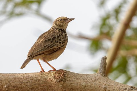 Indochinese bush lark thailand 1