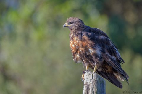 Jackal buzzard south africa 1