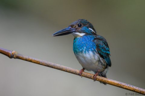 Javan blue banded kingfisher indonesia 1