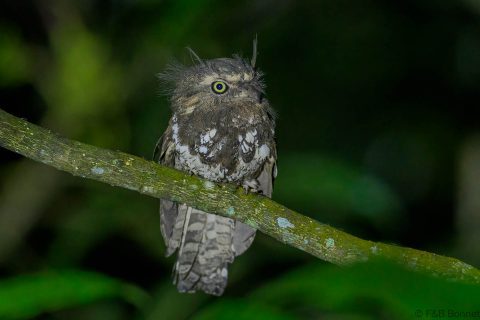 Javan frogmouth indonesia 3