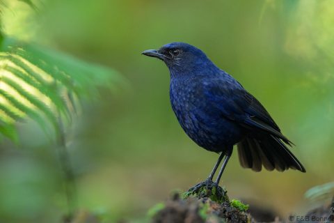 Javan whistling thrush indonesia 1