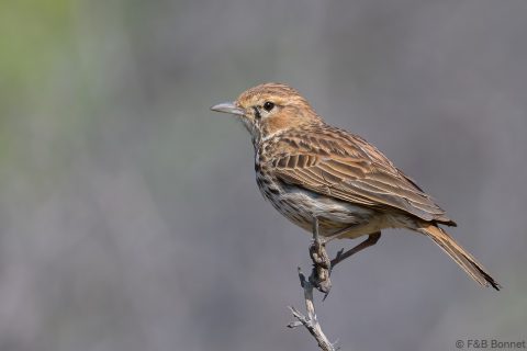 Karoo lark south africa 1