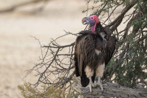Lappet faced vulture south africa 1