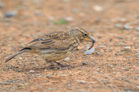 Large billed lark south africa 5
