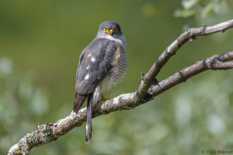 Little sparrowhawk south africa 1