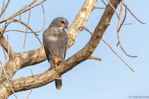 Lizard buzzard senegal 1