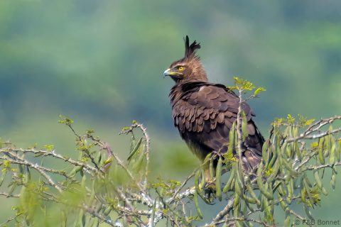 Long crested eagle south africa 1