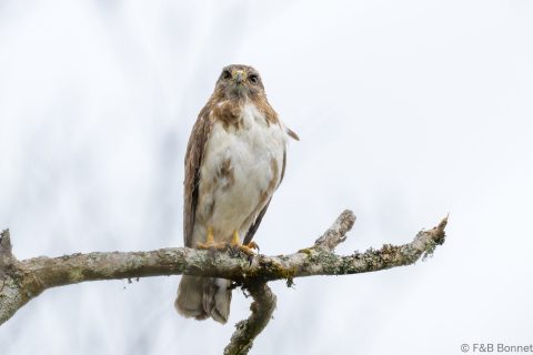 Madagascar buzzard madagascar 1