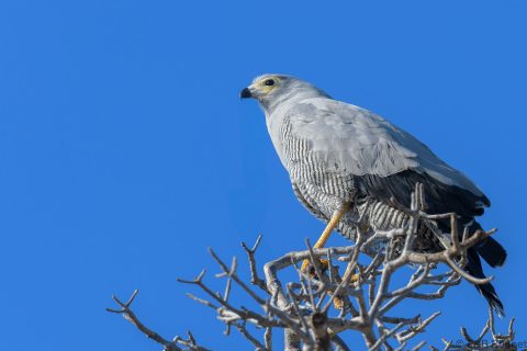 Madagascar harrier hawk madagascar 1