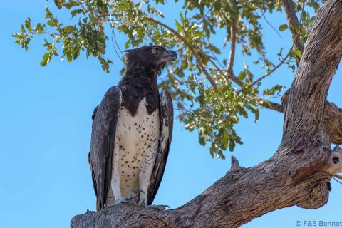 Martial eagle botswana 1