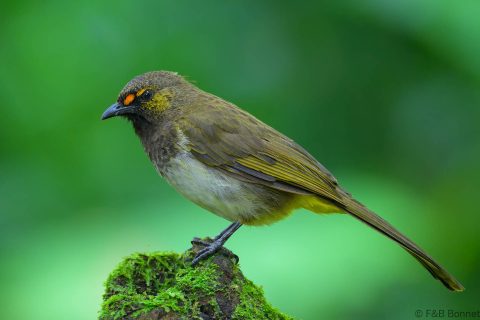 Orange spotted bulbul indonesia 2