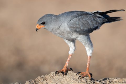 Pale chanting goshawk south africa 3