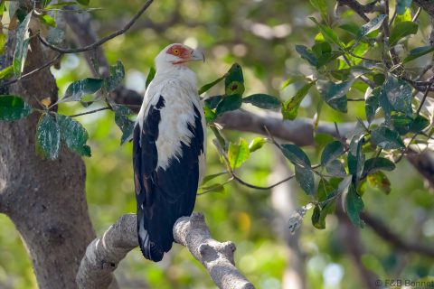 Palm nut vulture senegal 1