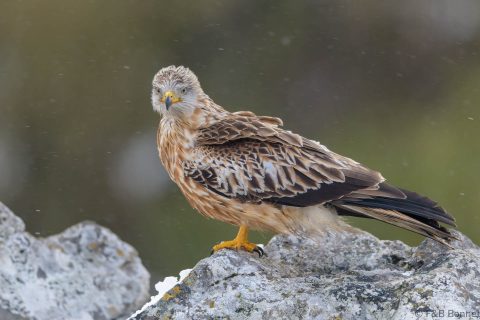 Red kite spain 2