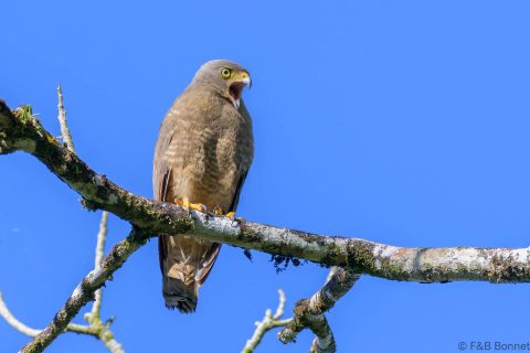 Roadside hawk costa rica 1