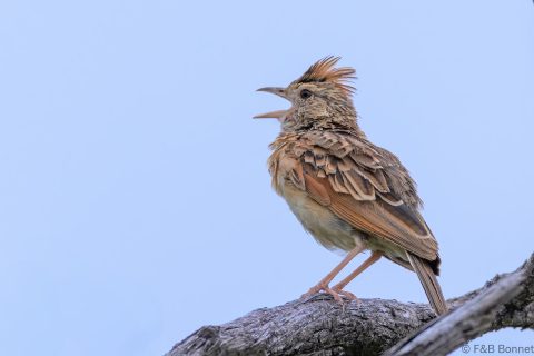Rufous naped lark south africa 1