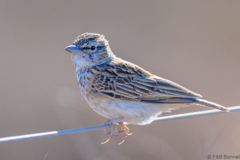 Sabota lark south africa 3