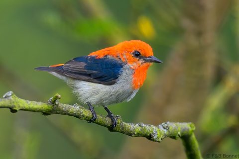 Scarlet headed flowerpecker indonesia 1