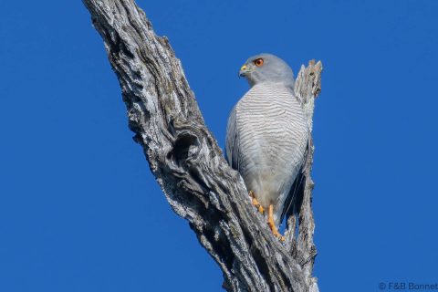 Shikra south africa 1