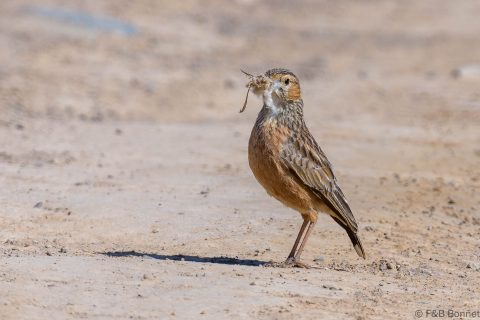 Spike heeled lark south africa 1