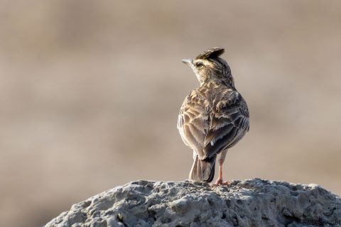 Sun lark senegal 1