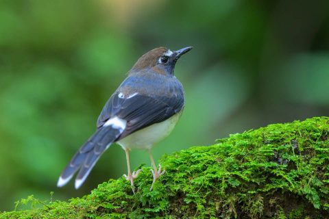Sunda forktail indonesia 1