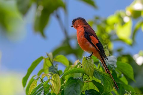 Sunda minivet indonesia 1