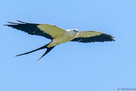 Swallow tailed kite ecuador 1