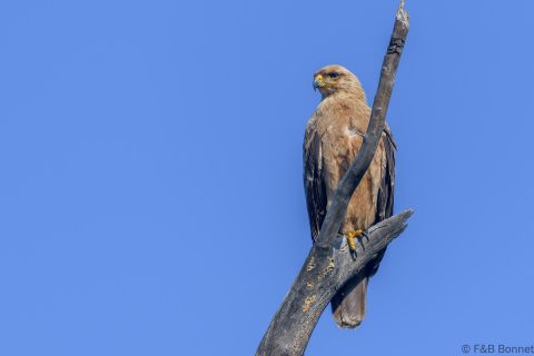 Tawny eagle south africa 1