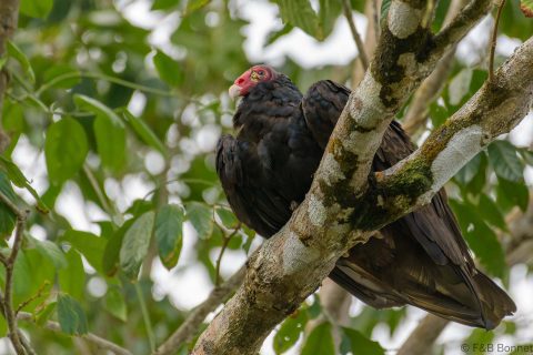 Turkey vulture costa rica 1