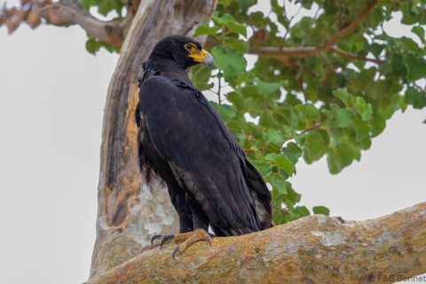 Verreaux's eagle south africa 2