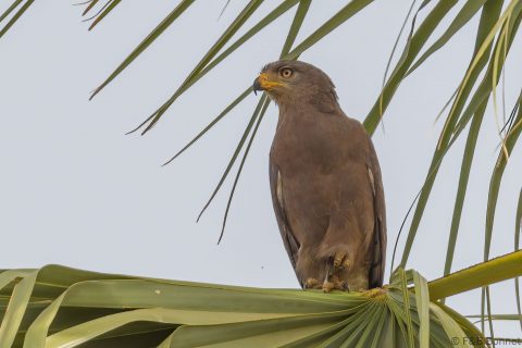 Western banded snake eagle senegal 1