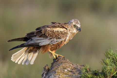 Western marsh harrier spain 1