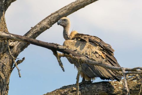 White backed vulture south africa 1