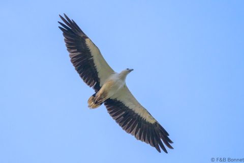 White bellied sea eagle singapore 1