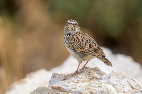 Woodlark spain 2